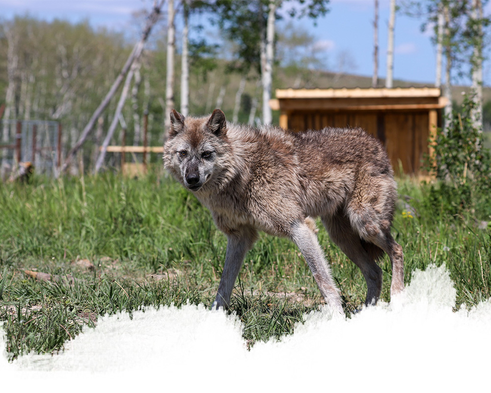 A high-content wolfdog from the yamnuska wolfdog sanctuary in cochrane, alberta