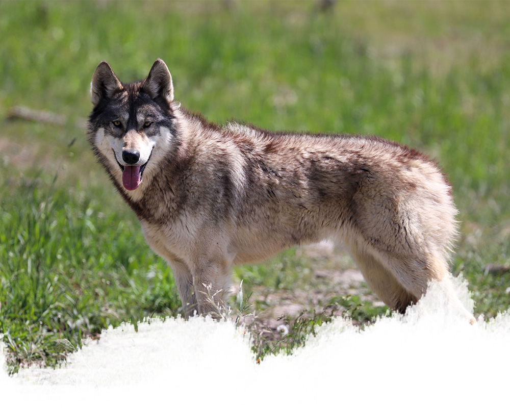 A mid-content wolfdog from the yamnuska wolfdog sanctuary in cochrane, alberta