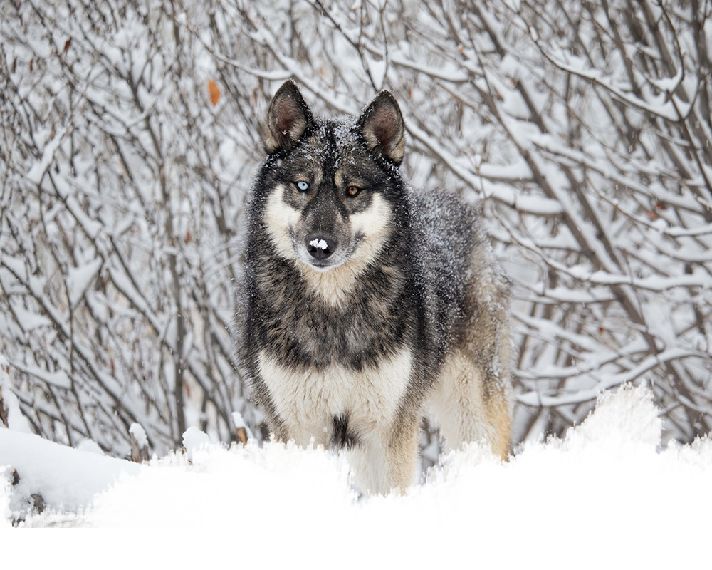 A low-content wolfdog from the yamnuska wolfdog sanctuary in cochrane, alberta