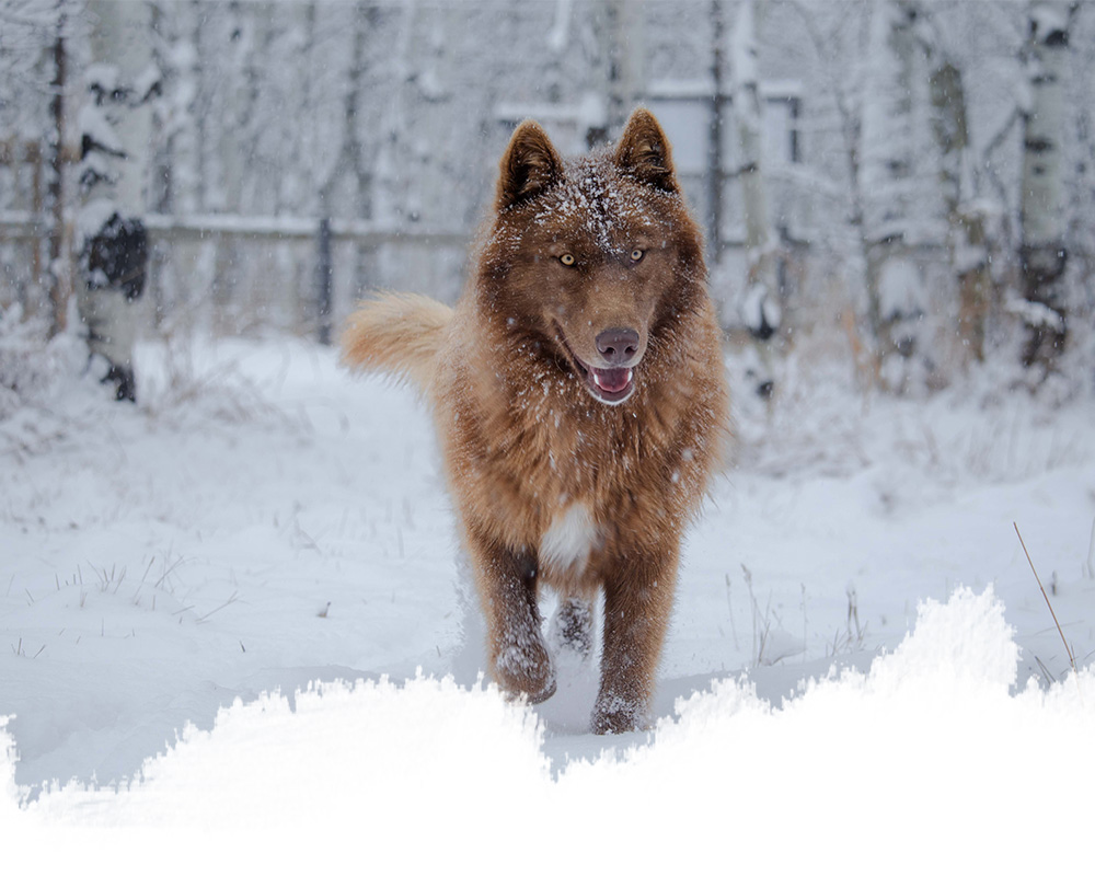 A low-content wolfdog from the yamnuska wolfdog sanctuary in cochrane, alberta