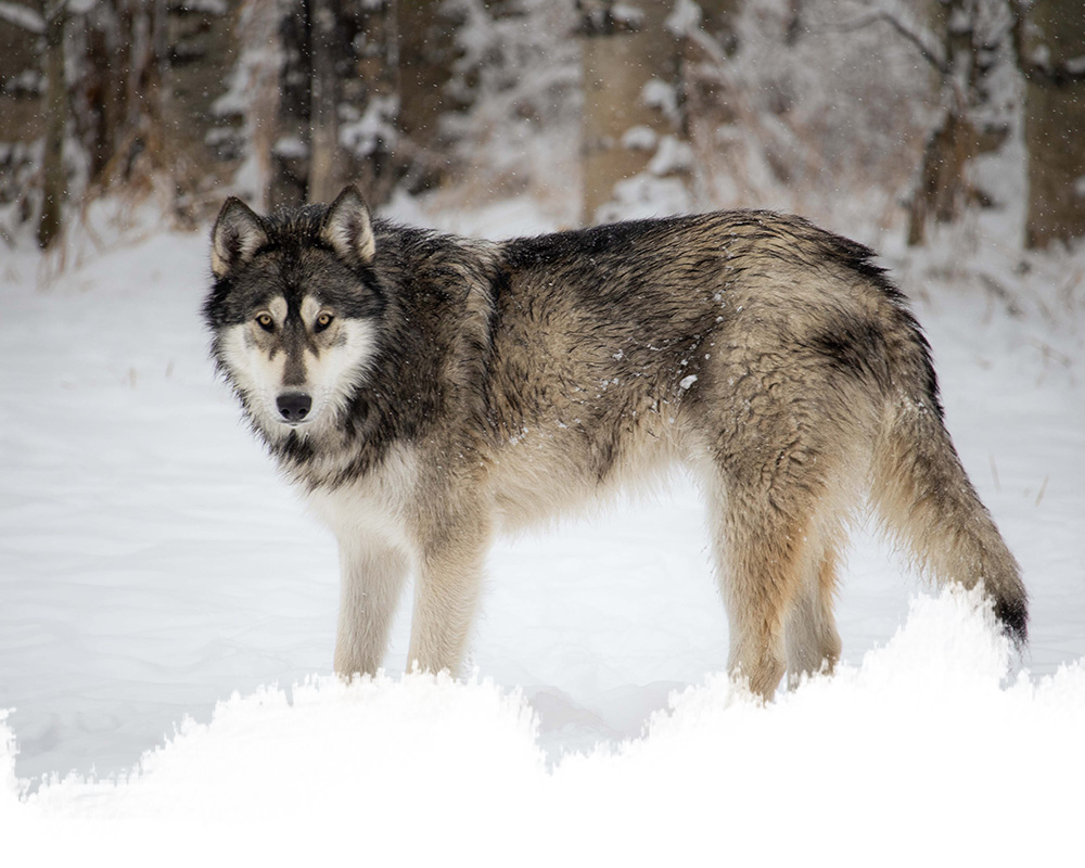 A low-content wolfdog from the yamnuska wolfdog sanctuary in cochrane, alberta