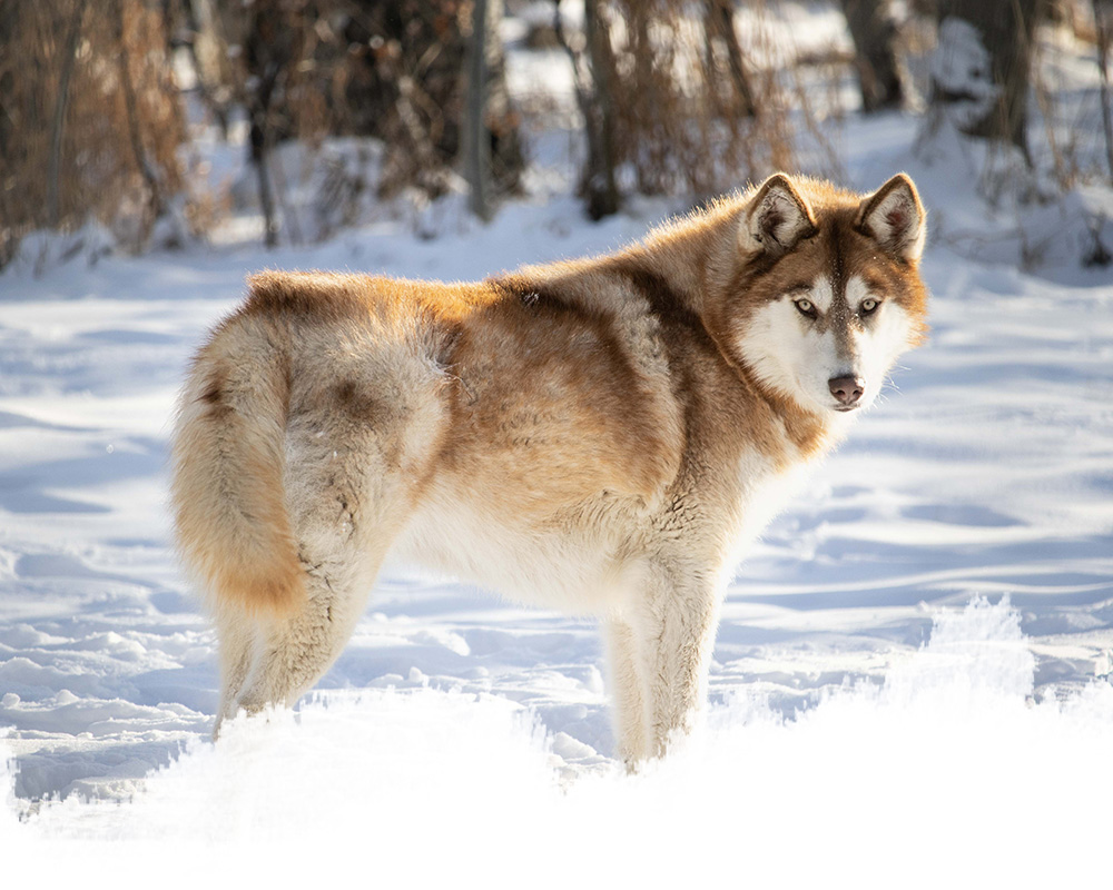 A low-content wolfdog from the yamnuska wolfdog sanctuary in cochrane, alberta