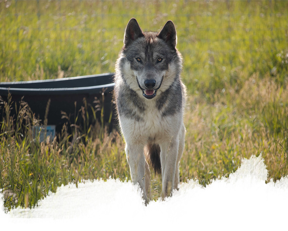A mid-content wolfdog from the yamnuska wolfdog sanctuary in cochrane, alberta