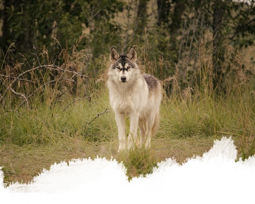 A mid-content wolfdog from the yamnuska wolfdog sanctuary in cochrane, alberta