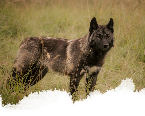 A mid-content wolfdog from the yamnuska wolfdog sanctuary in cochrane, alberta