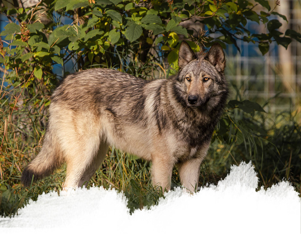 A mid-content wolfdog from the yamnuska wolfdog sanctuary in cochrane, alberta