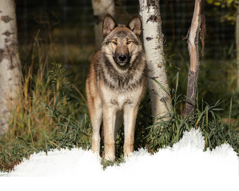 A mid-content wolfdog from the yamnuska wolfdog sanctuary in cochrane, alberta