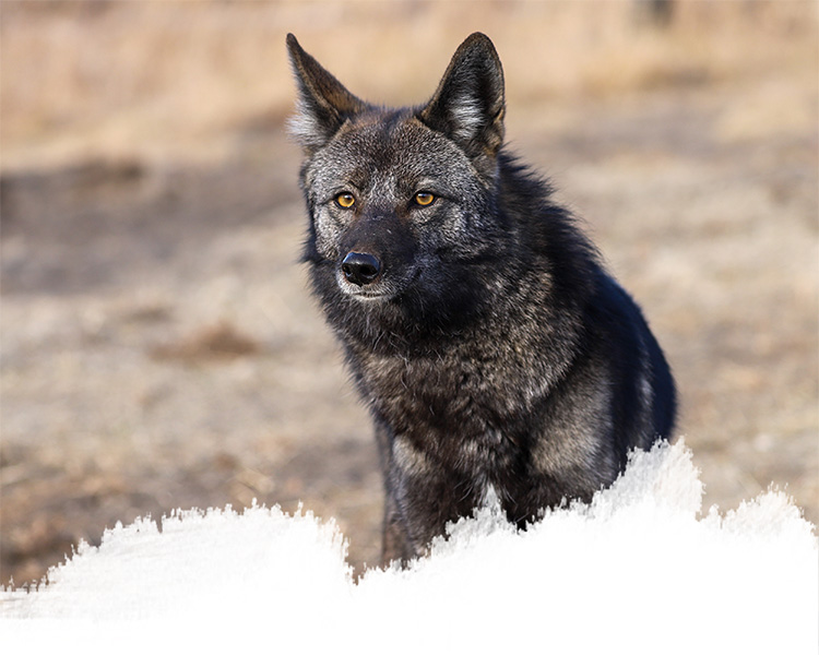 A mid-content wolfdog from the yamnuska wolfdog sanctuary in cochrane, alberta