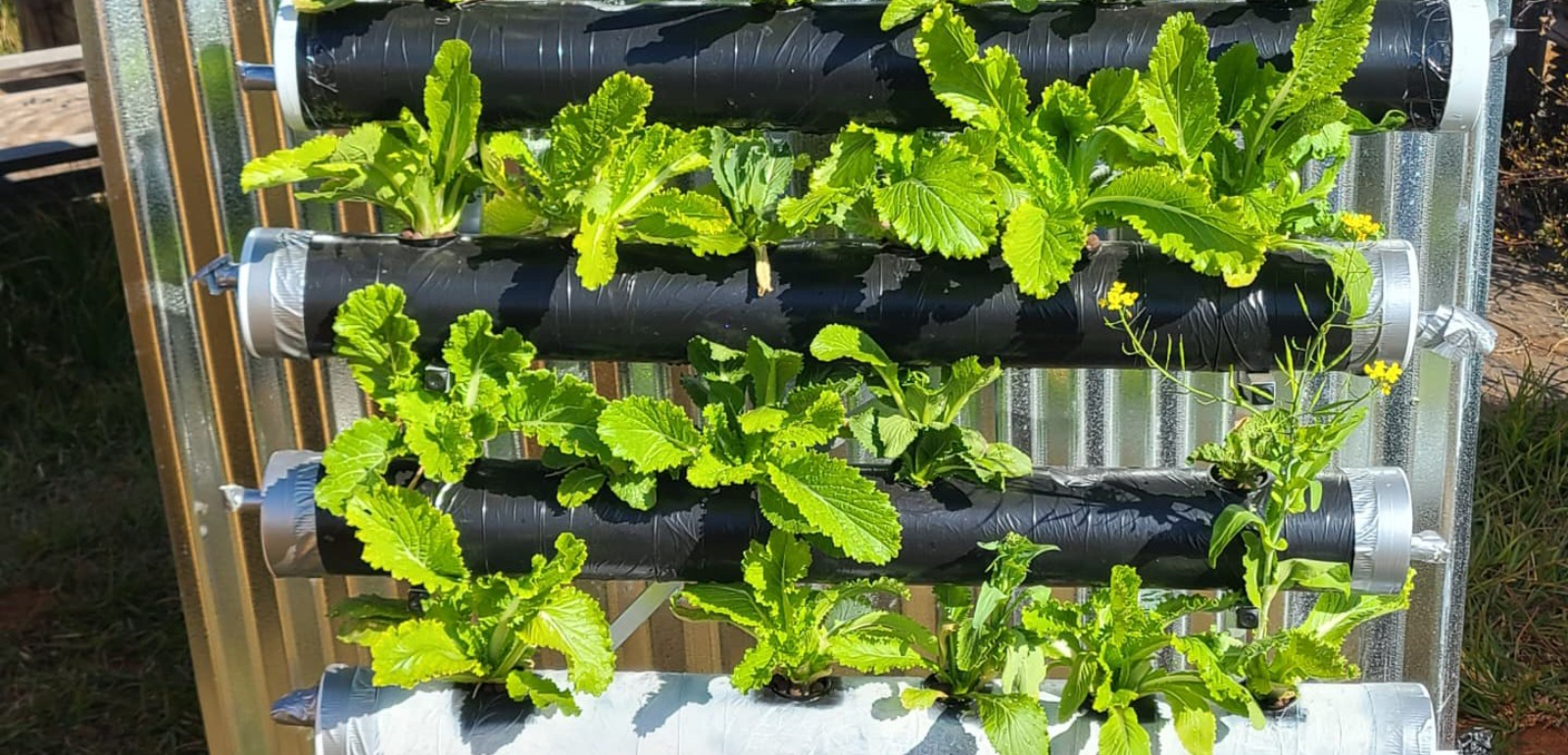 Exploring living walls to address food security and heat stress in informal settlements