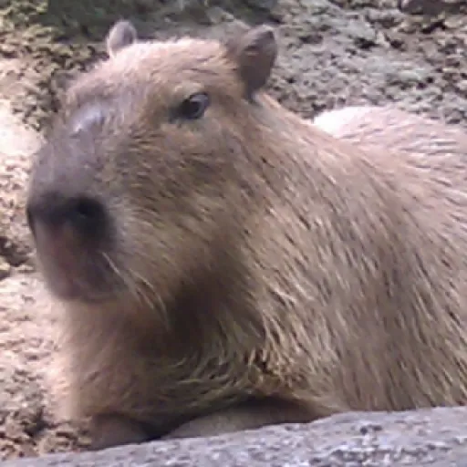 メンバー紹介アイコン