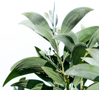 Koa tree 