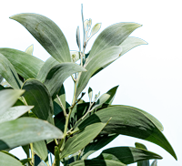 Koa tree 