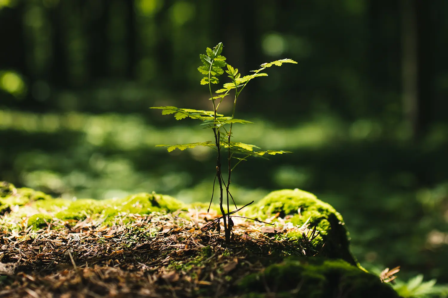 Terraformation tree subscription image
