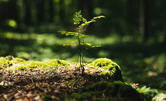 Terraformation tree subscription image