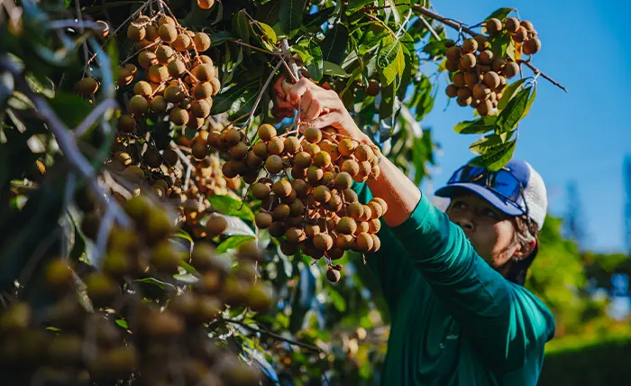 Terraformation Hawai‘i team harvests longan