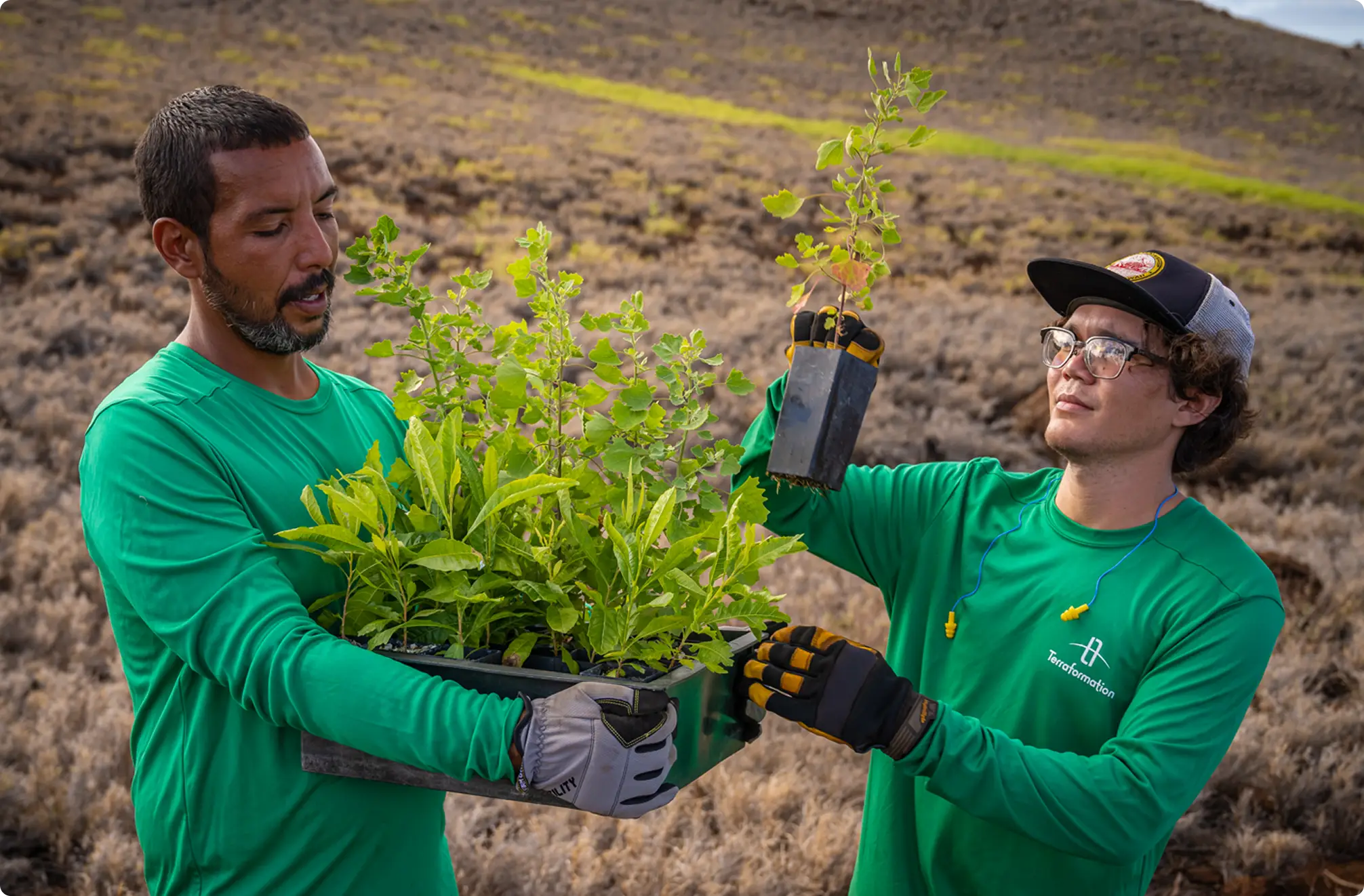 Terraformation foresters planting trees at a project site