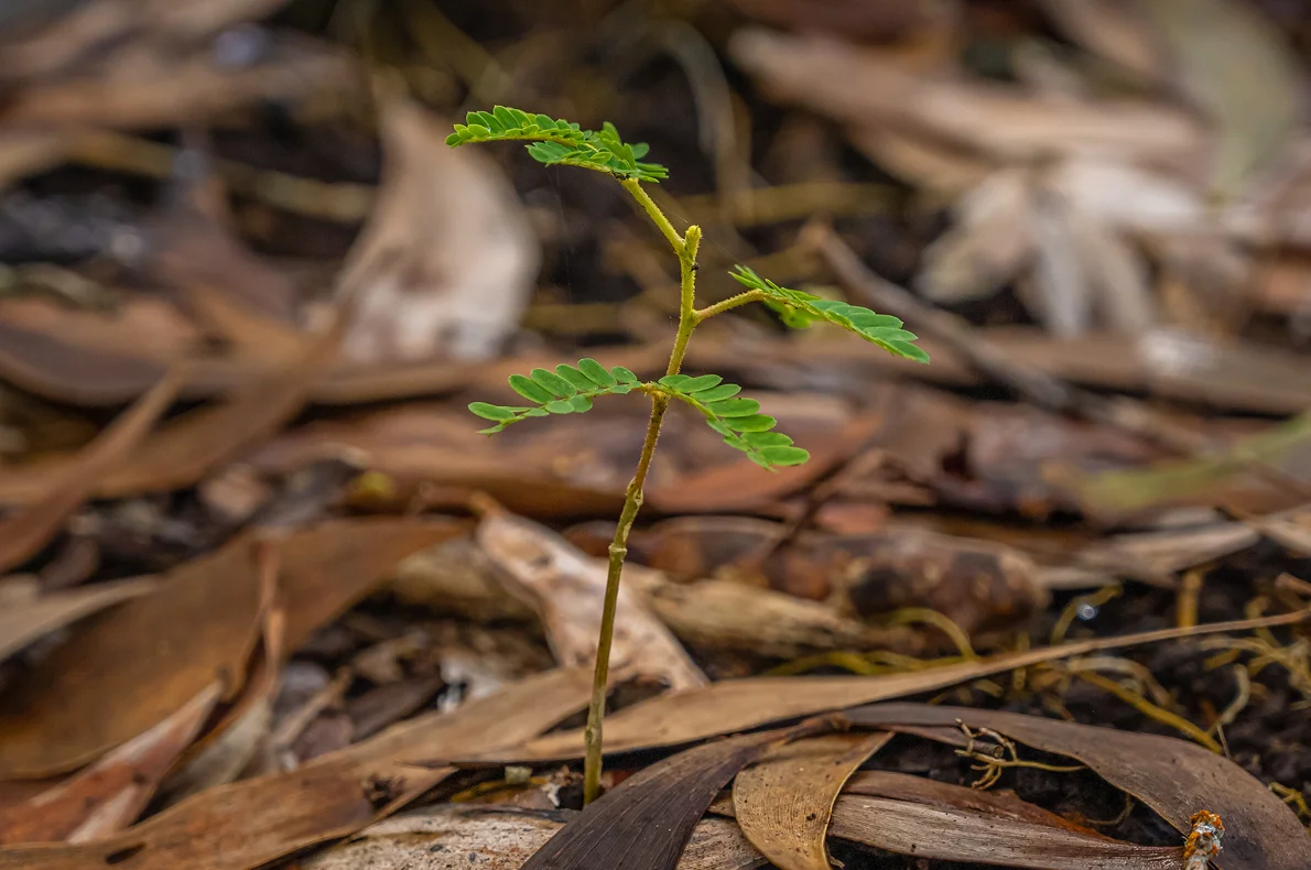 Acacia koa seedling