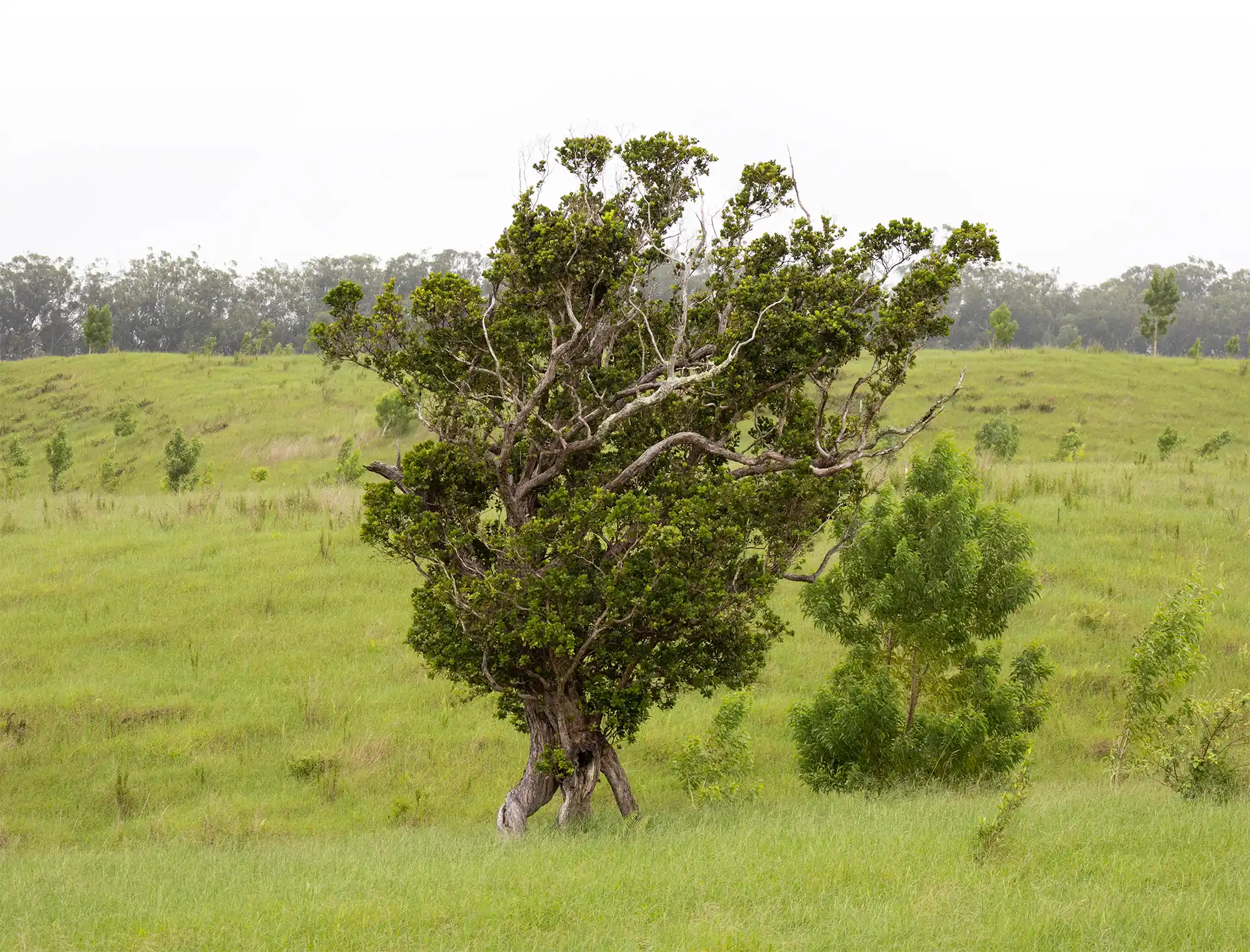 Mature Acacia koa tree