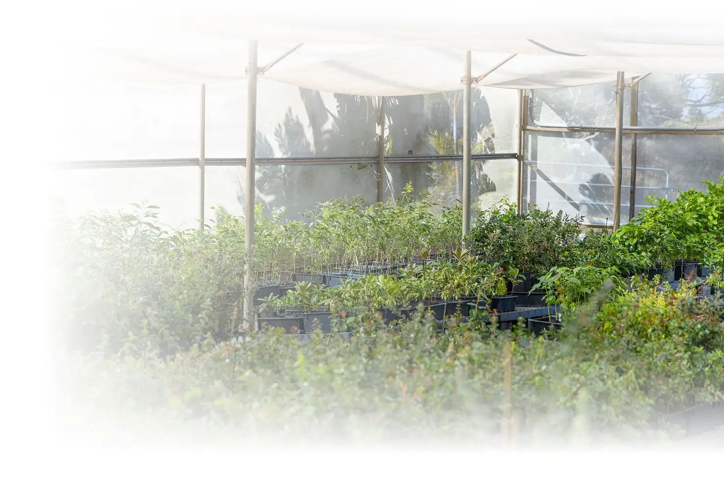 Terraformation nursery