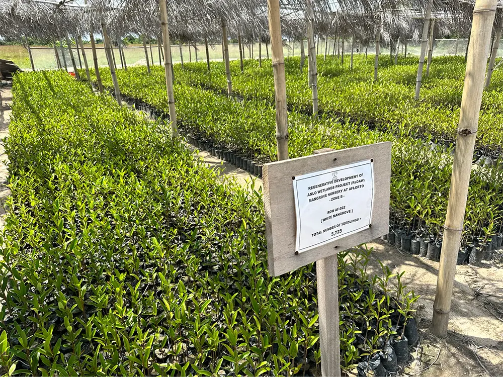 Mangrove seedlings in Ghana