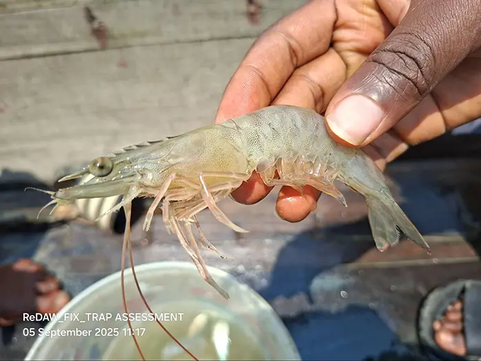 Keta Blue trap assessment