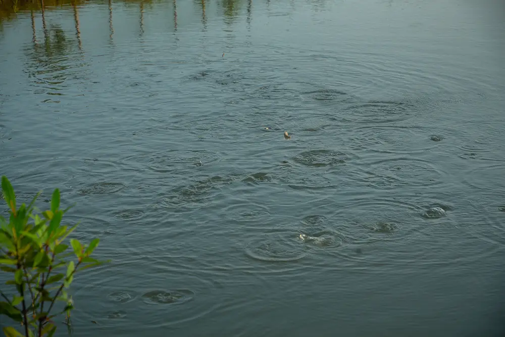 Keta Blue fishing area