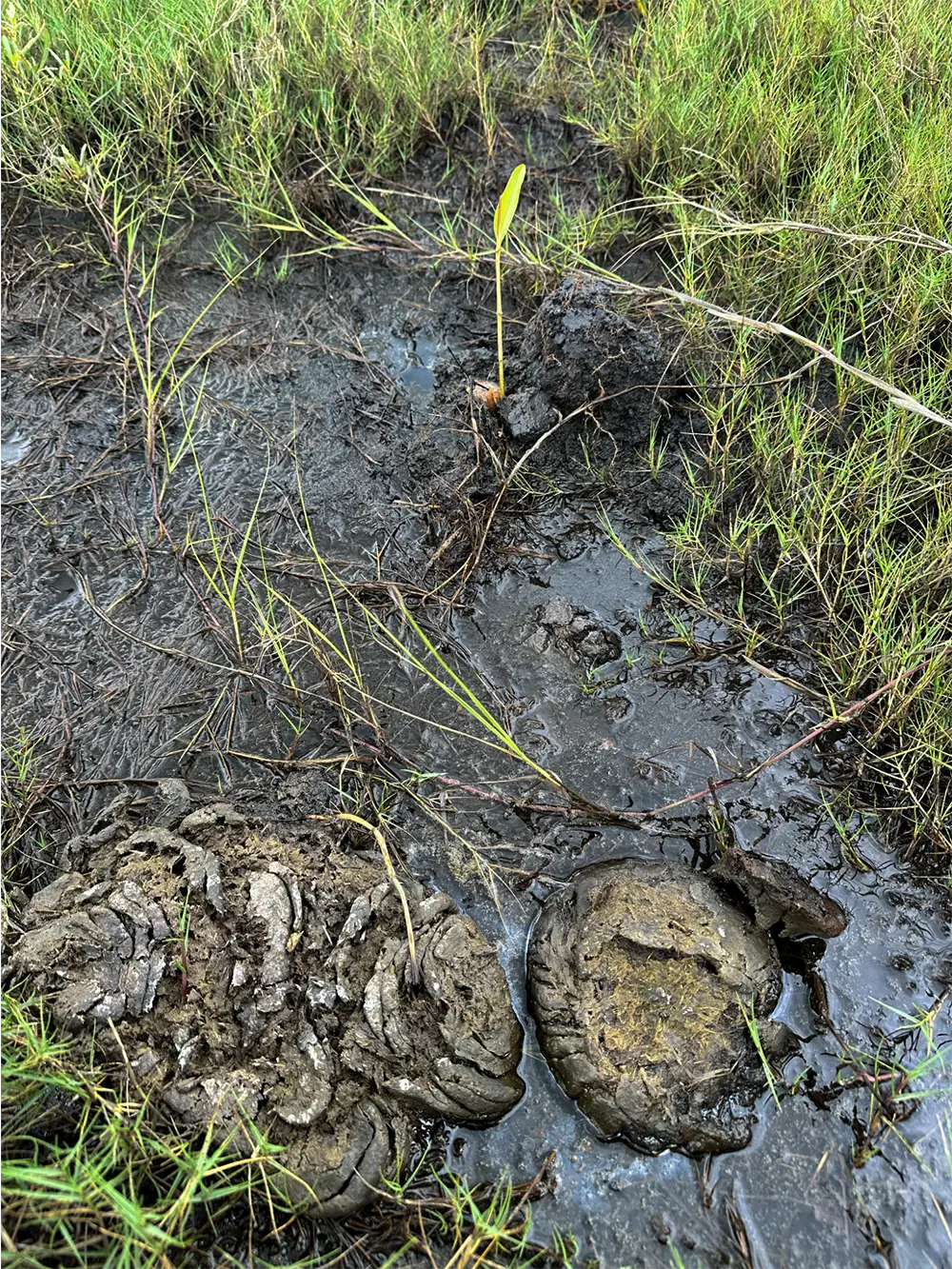 Cow dropping by seedlings