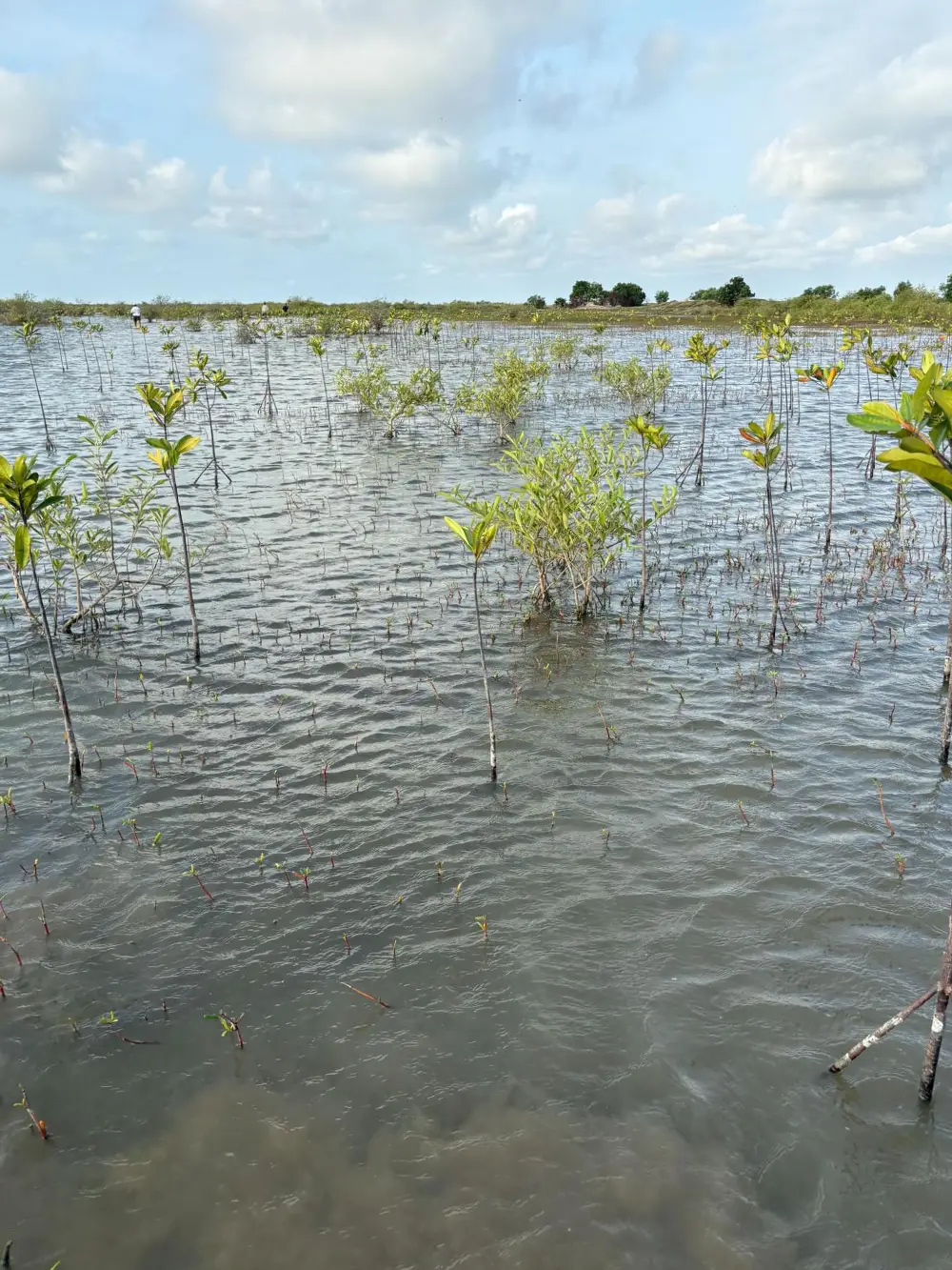 Mangroves in Ghana