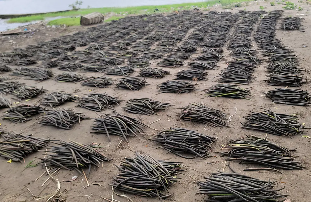 Keta Blue mangrove propagules