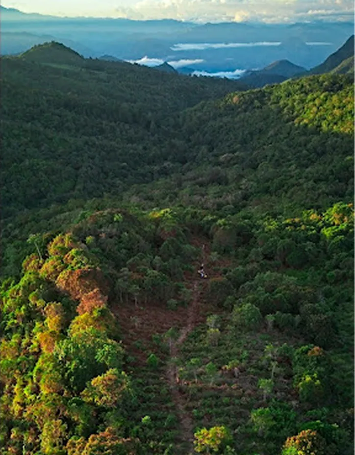 Drone view of planting site at La Capota.