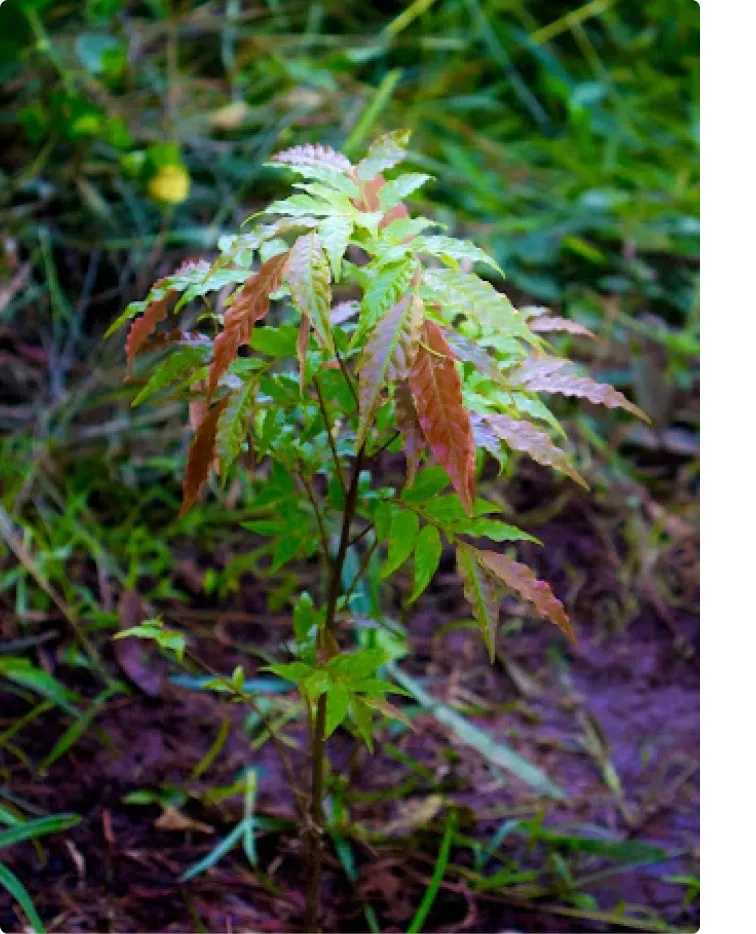 A seedling planted next to dense ferns.