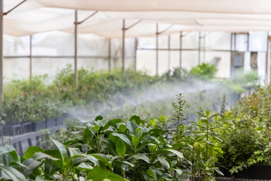 Young native trees in the active growth phase in the nursery.