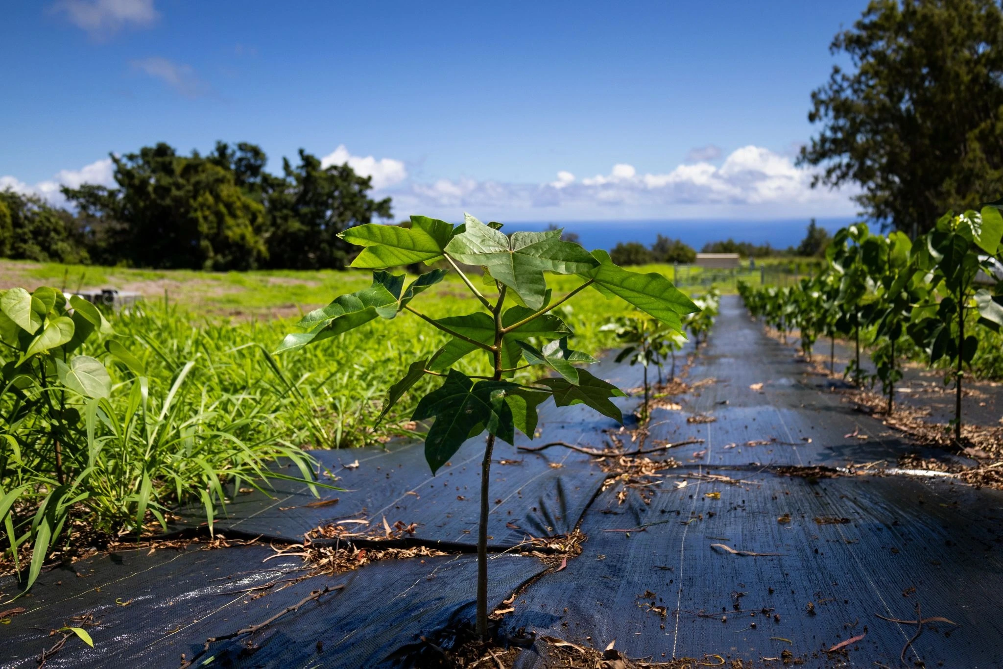 The first trees planted by our subscriber community in June 2026.