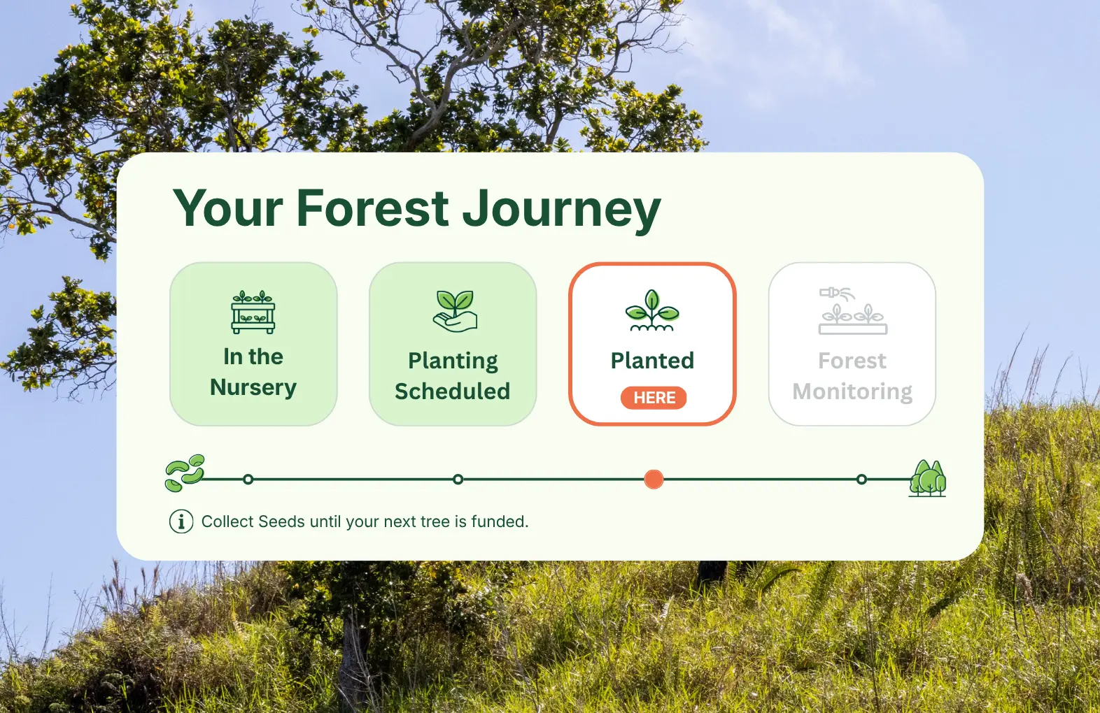 Photo representation of the Subscriber Dashboard, where supporters can see the status of their trees at any time.