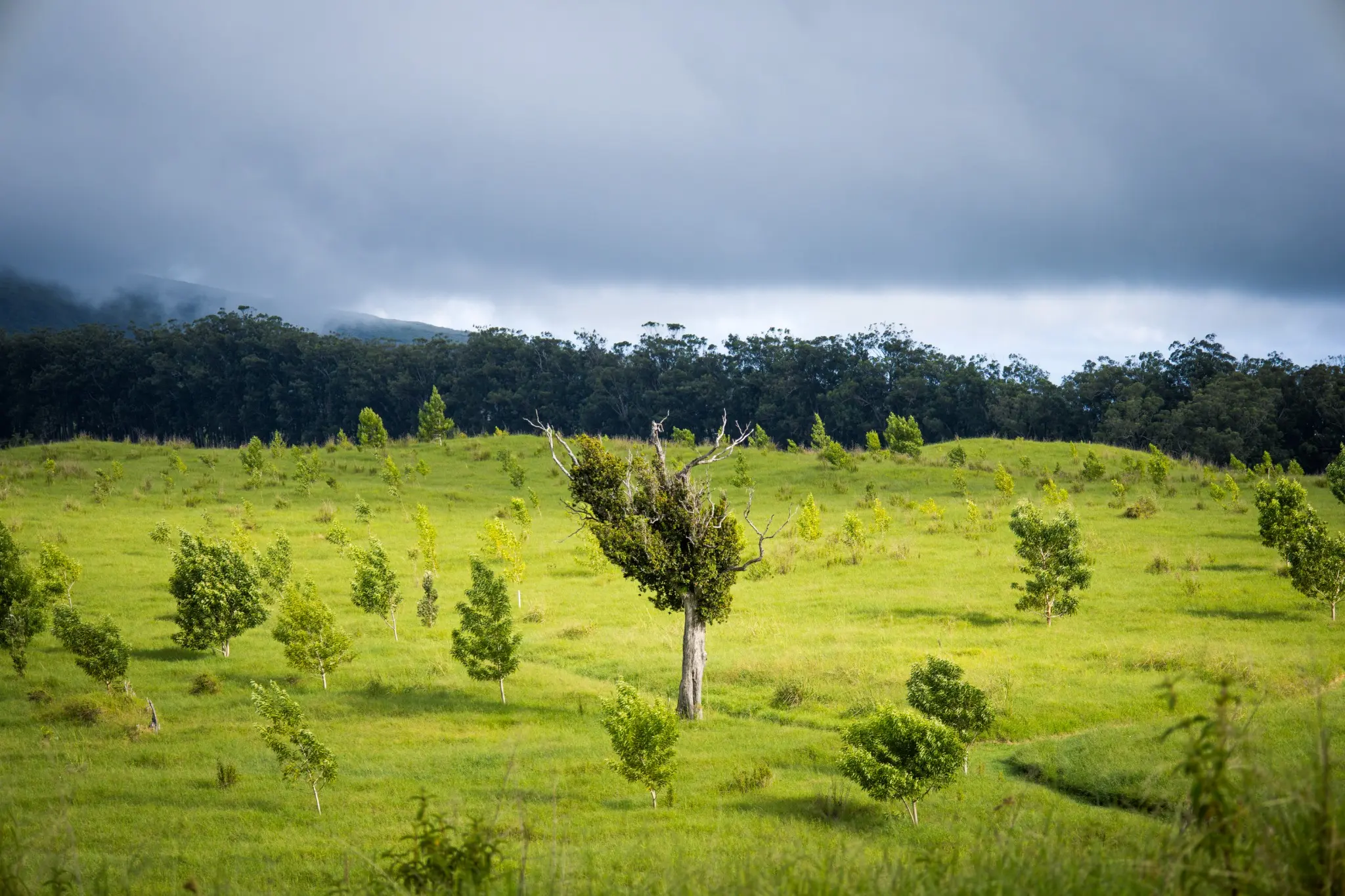 An active native forest restoration site on Hawaiʻi Island. Forest restoration unfolds over decades as thousands of individual trees grow into a functioning ecosystem.