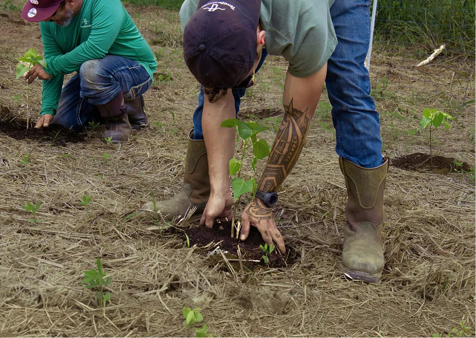 Two people planting young trees in soil on a dry field in North Kohala, one with tattooed arm and boots.