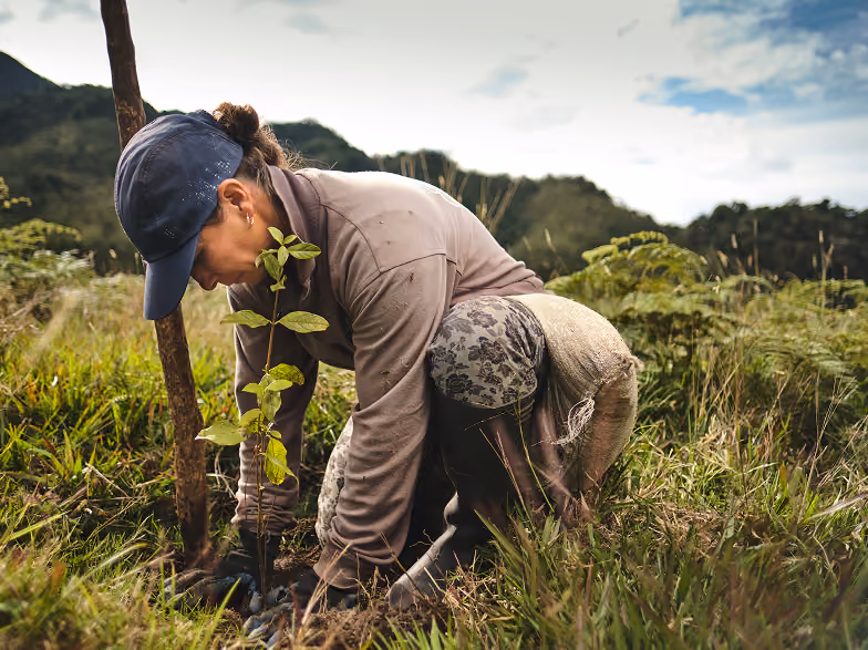 Person wearing a blue baseball cap and gloves planting a young tree sapling in a grassy field with mountains in the background.