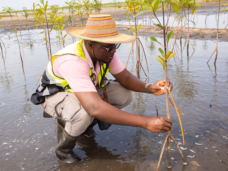 Man wearing a straw hat, sunglasses, and a yellow safety vest crouching in shallow water while inspecting and holding a young mangrove sapling with roots in a wetland area.