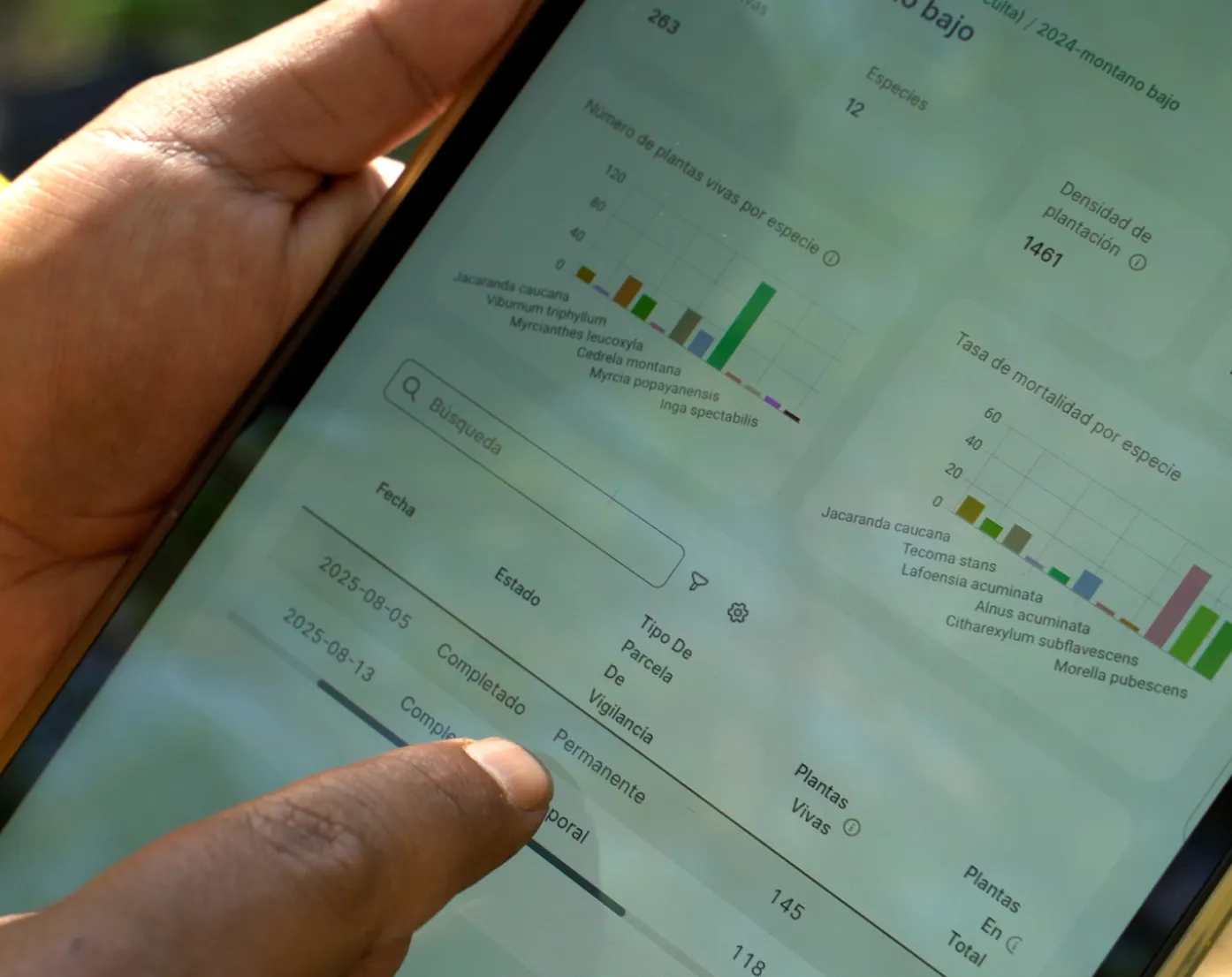 Close-up of a hand holding a tablet displaying a forestry monitoring app in Spanish with bar charts showing number of living plants and mortality rate by species, including Jacaranda caucana and Inga spectabilis, a search box, and a table with columns for date, status, surveillance plot type, living plants, and total plants.