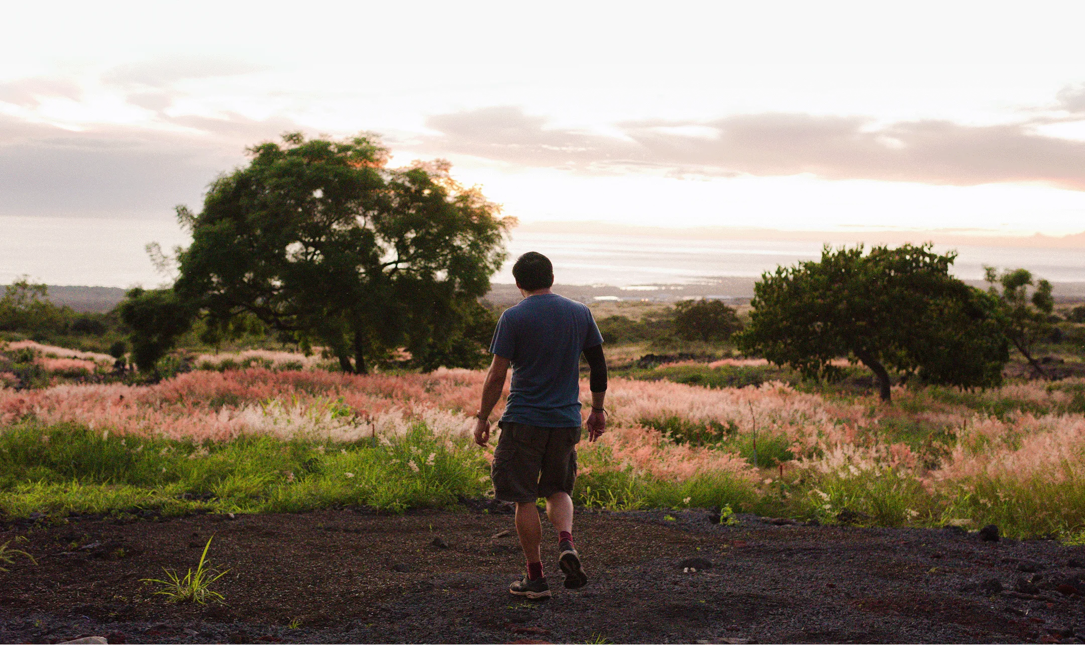 Person wearing a blue shirt and shorts walking on dark ground toward a field of pinkish grass and green trees at sunset with a body of water visible in the distance.