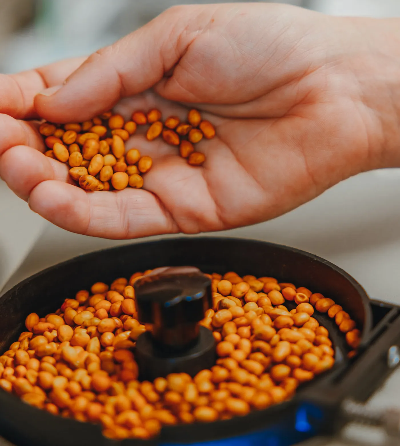 Close-up of a hand holding seeds.