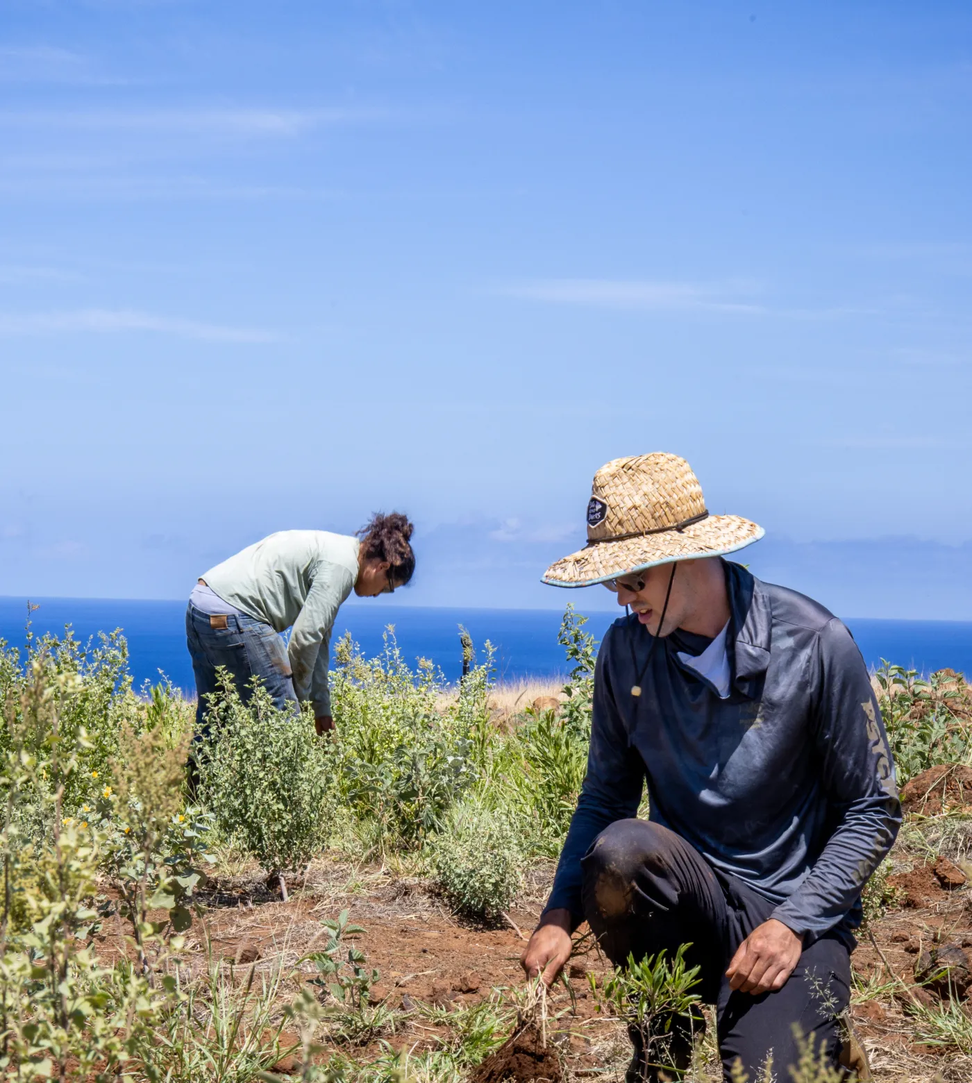 Two people working in a field with green plants under a clear blue sky, with the ocean visible in the background; one person is wearing a straw hat and dark long-sleeve shirt while kneeling and the other is bending over tending plants.