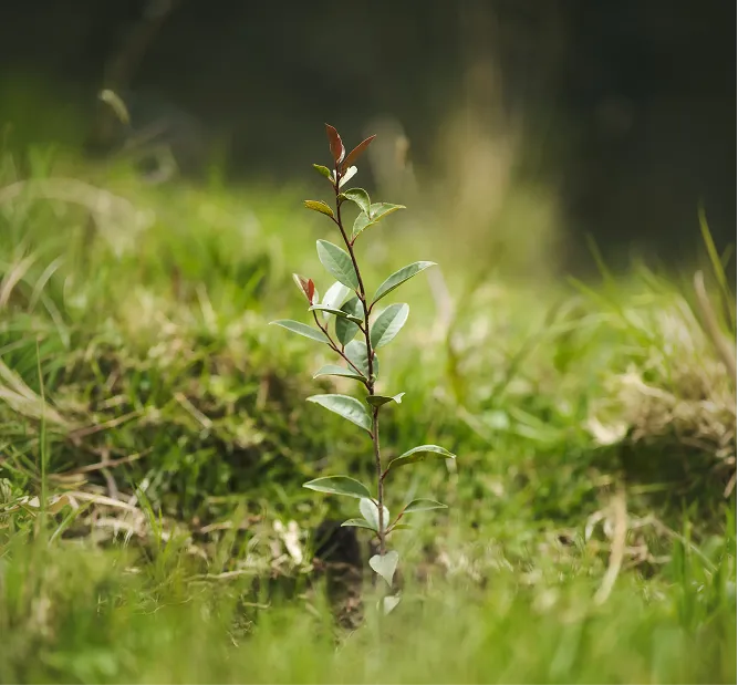 A young plant sprouting in green grass with blurred natural background and soft sunlight highlighting new leaves.