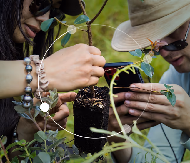 Two people closely examining and photographing a small tree seedling with soil around its roots, surrounded by green plants, outdoors.