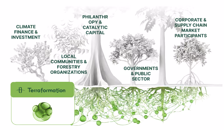 Illustration of five trees with interconnected green roots representing partnerships in an ecosystem labeled: Climate Finance & Investment, Local Communities & Forestry Organizations, Philanthropy & Catalytic Capital, Governments & Public Sector, and Corporate & Supply Chain Market Participants, with a Terraformation logo in the bottom left corner.