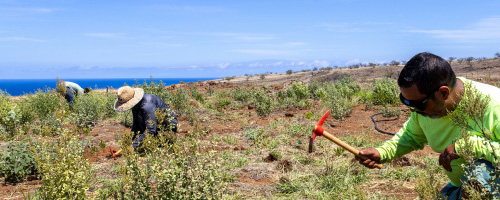 Pacific Flight at Kaupalaoa
