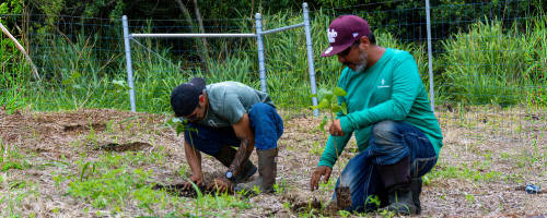 ʻIole at ʻĀinakea