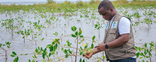 Keta Lagoon Blue Carbon Project 
