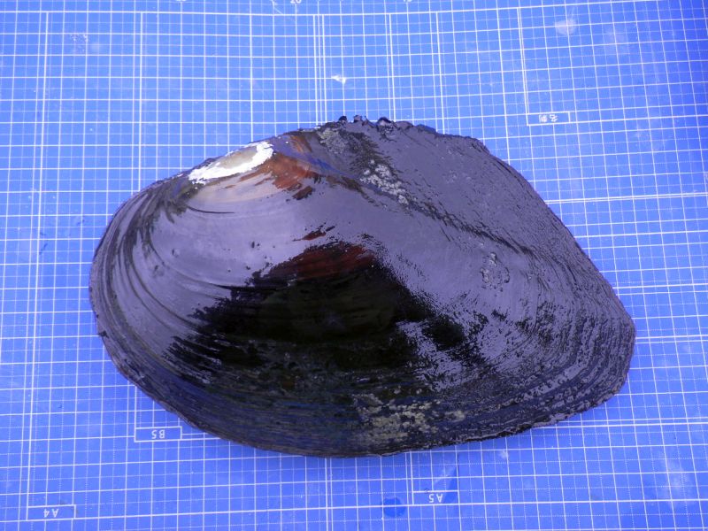 希少な国内固有種のイケチョウガイを保全する【グリーン環境創成科学科