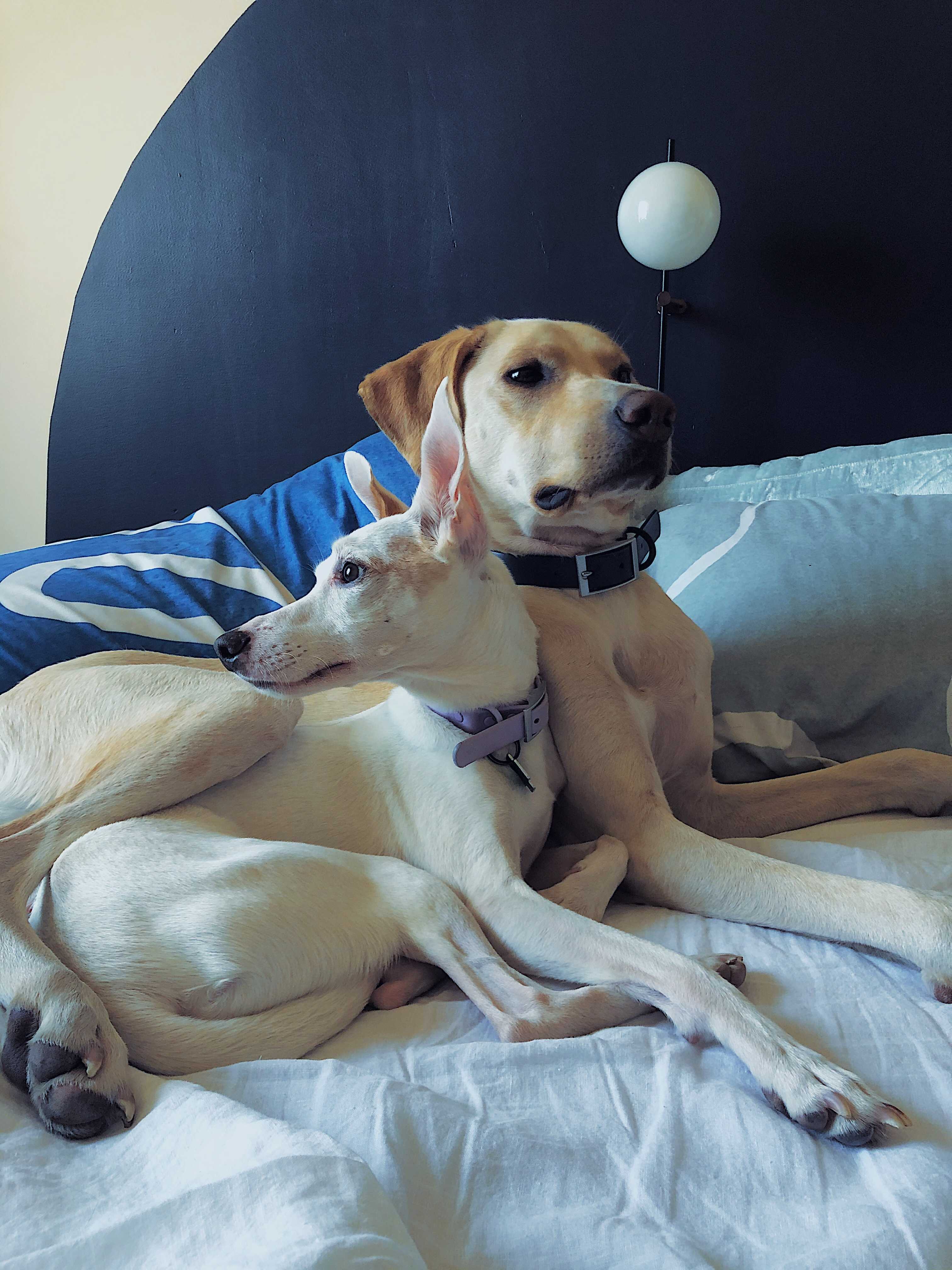 A picture of my dogs, Bastian and Clark, cuddling next to each other. Bastian is in the front and he is a jack russell/whippet mix. Clark is in the back and he is a American Staffordshire/Labrador/Husky mix. 